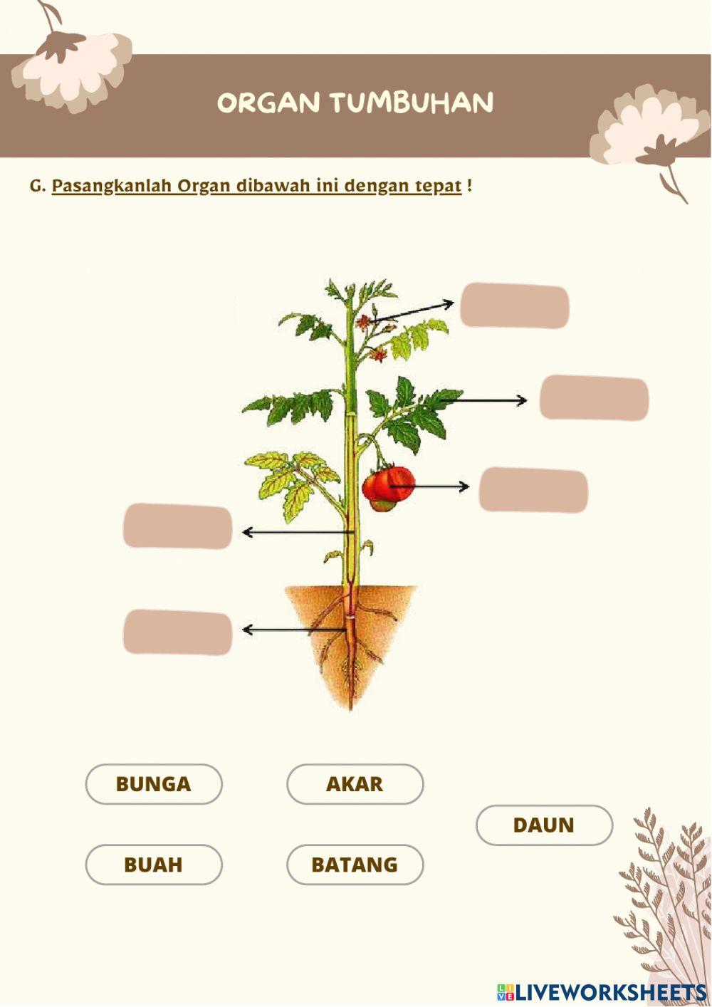Sistem organisasi kehidupan