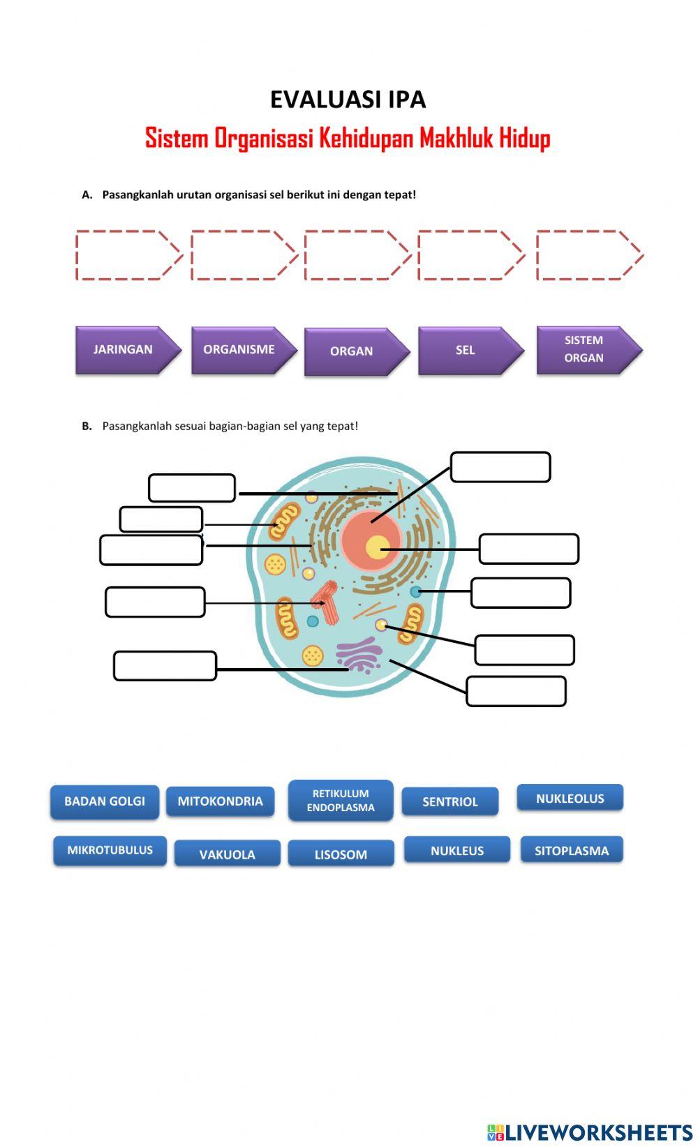 Sistem organisasi kehidupan
