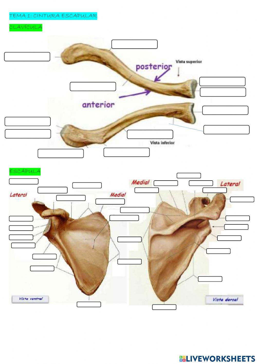 Tema 1: cintura escapular
