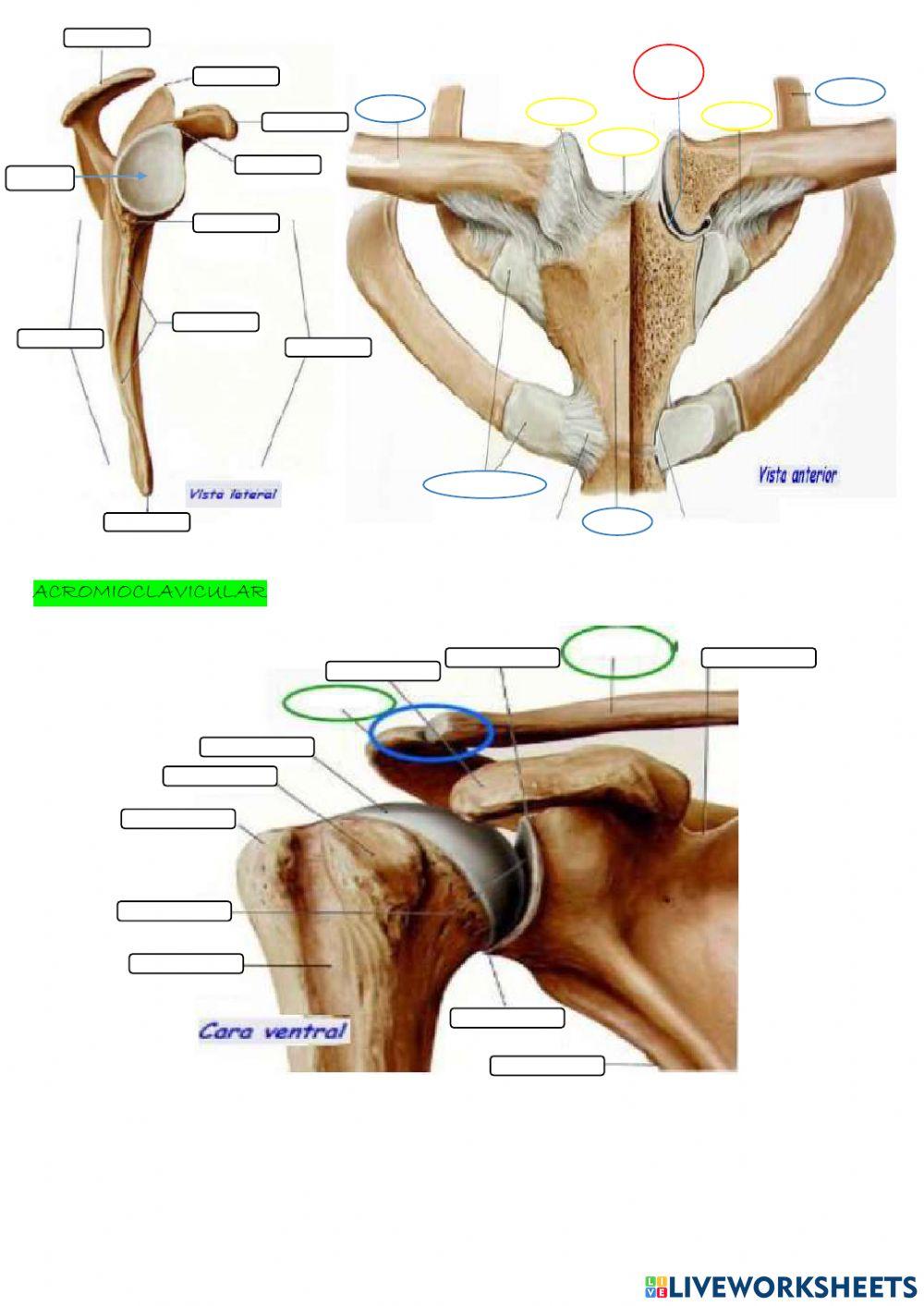 Tema 1: cintura escapular