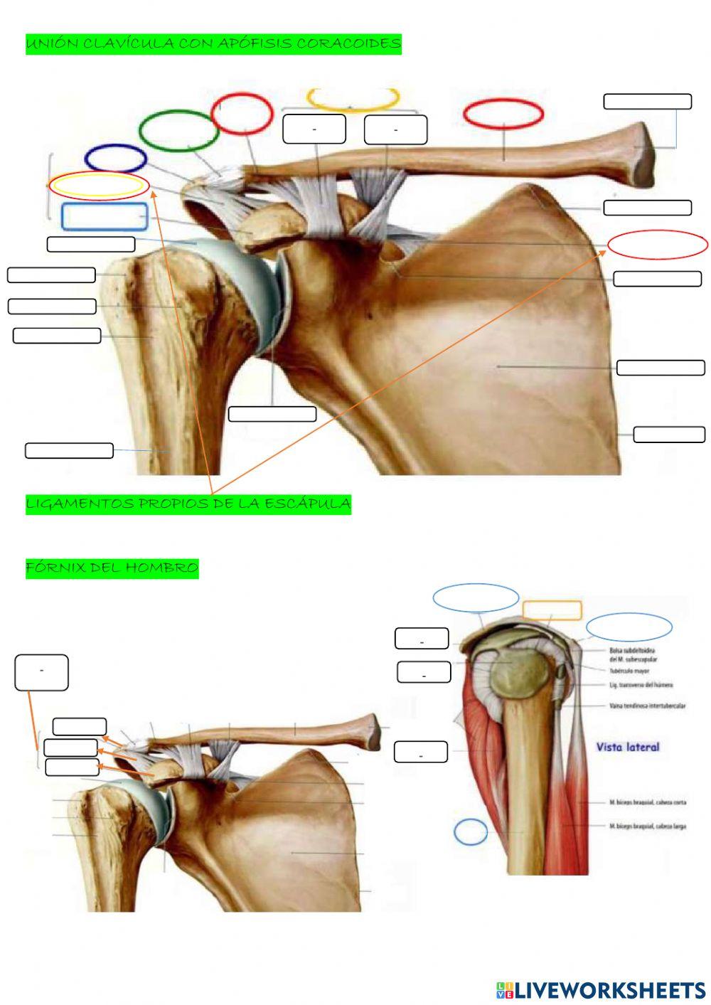 Tema 1: cintura escapular