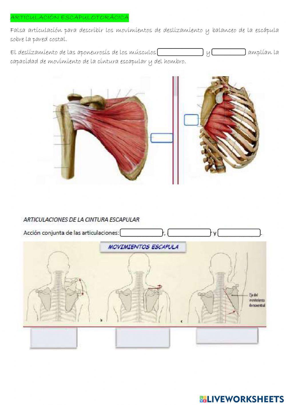 Tema 1: cintura escapular