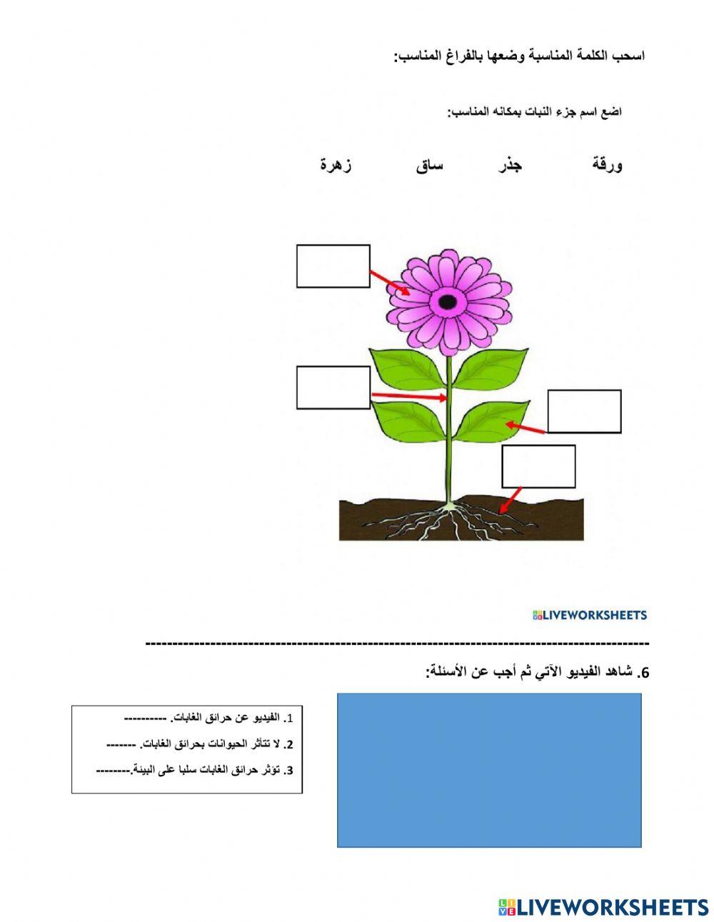 ورقة تفاعلية تدريب عن بعد
