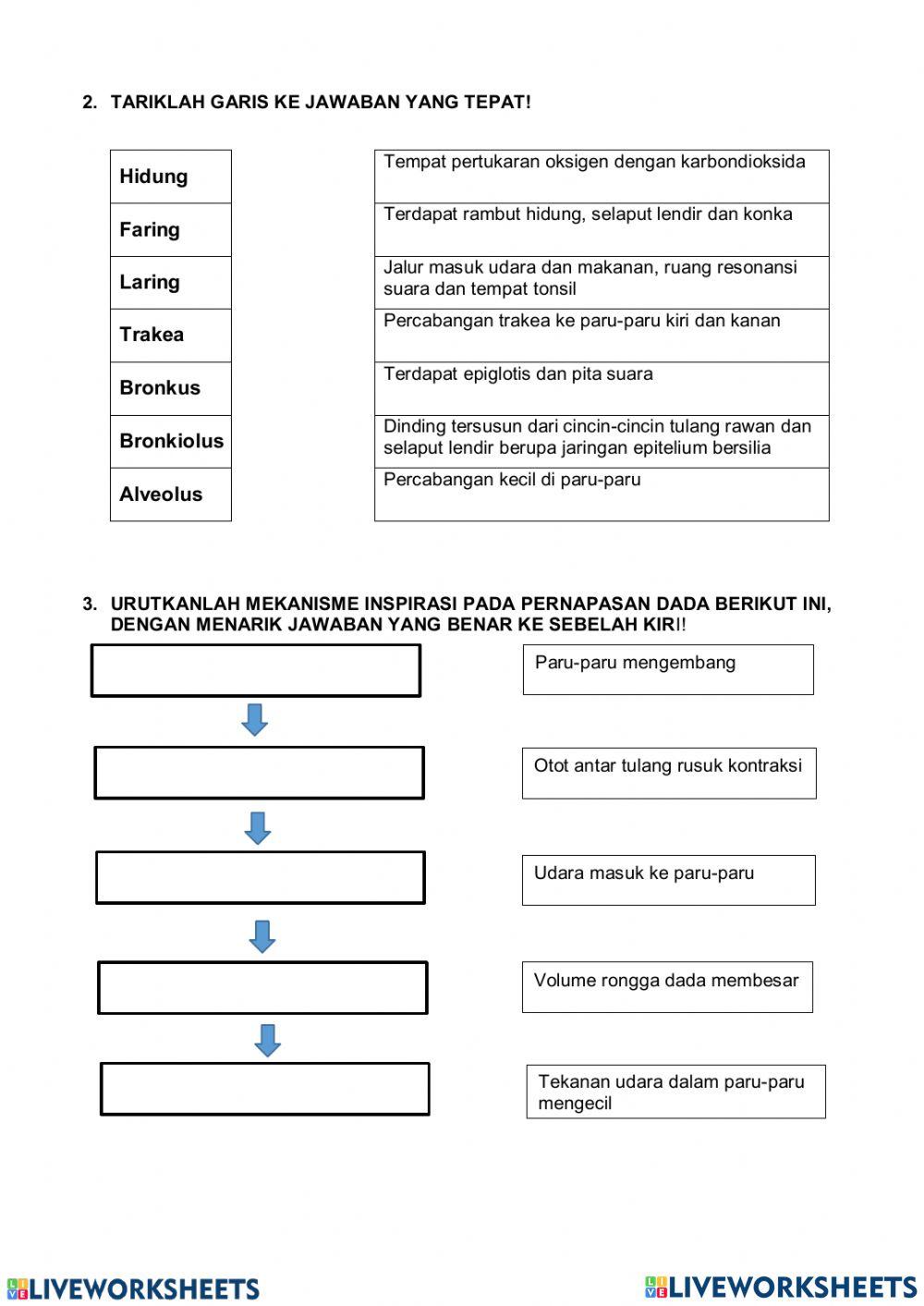 Sistem pernapasan manusia