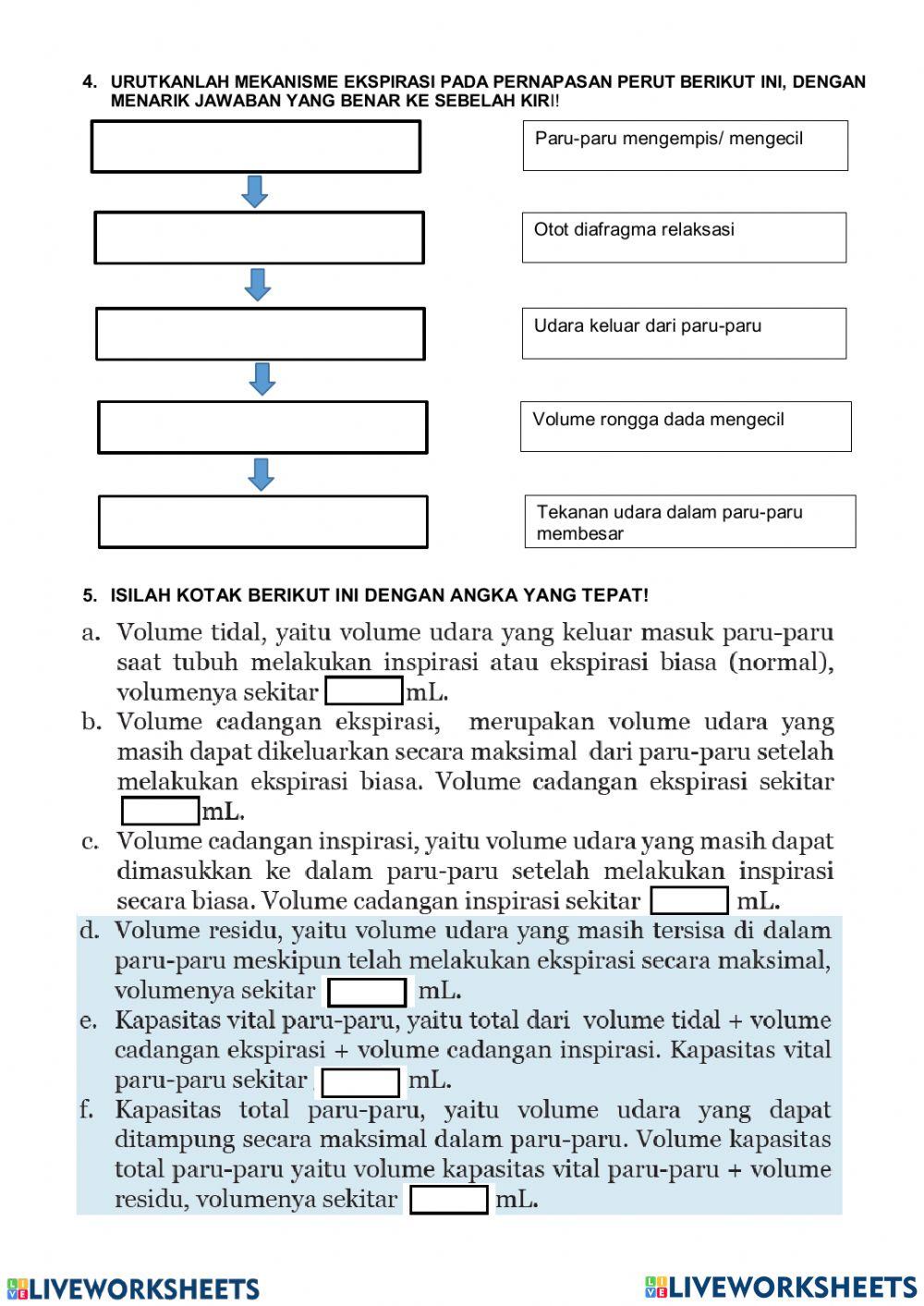 Sistem pernapasan manusia