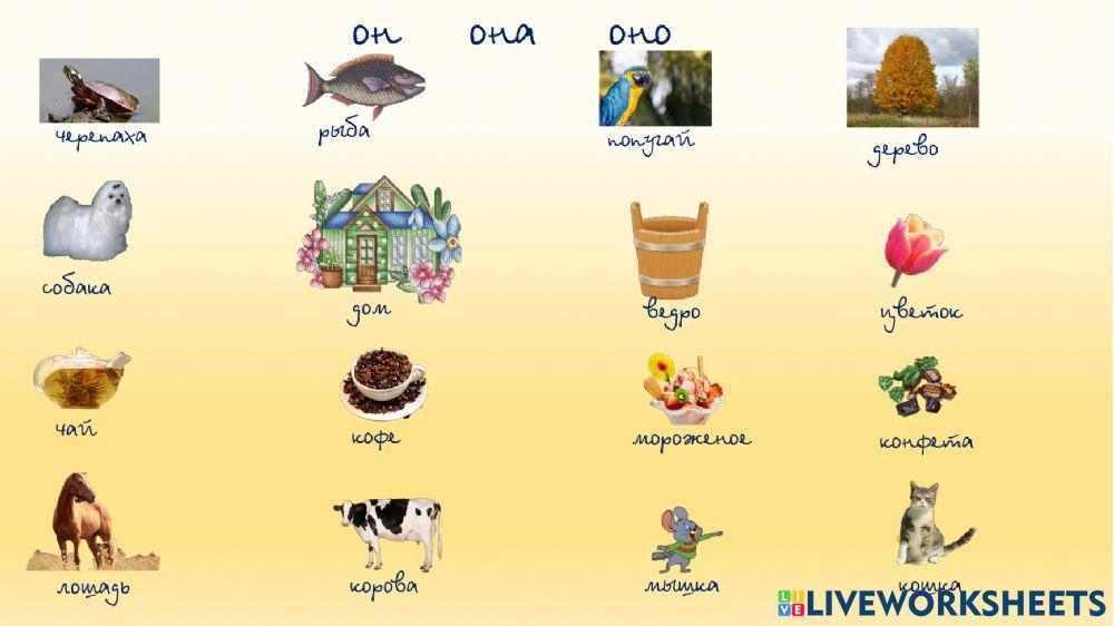 Он  она  оно