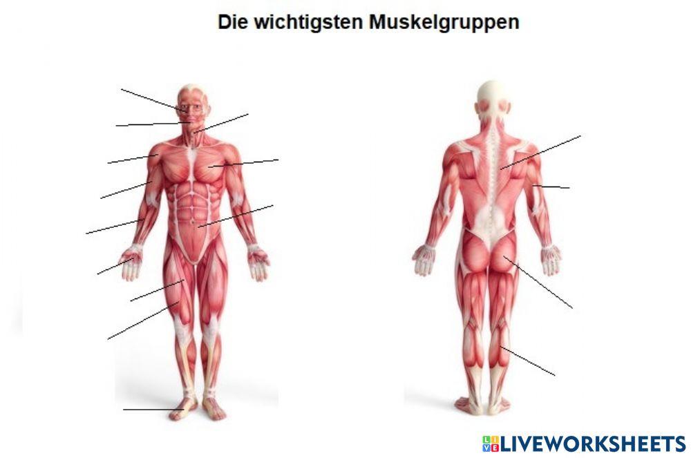 Die wichtigsten Muskelgruppen