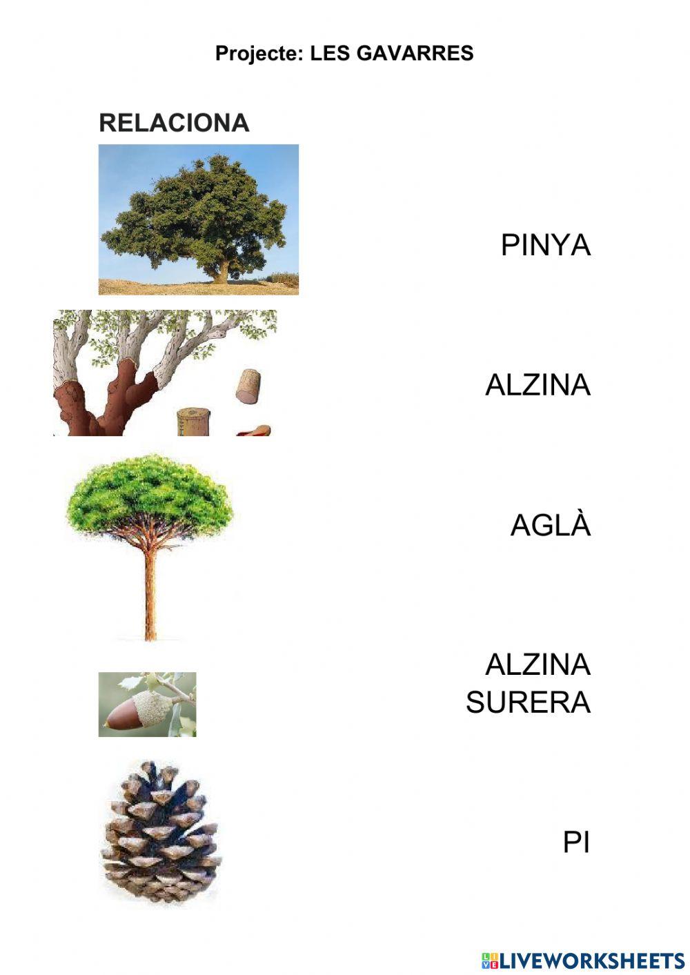 Les plantes a les Gavarres