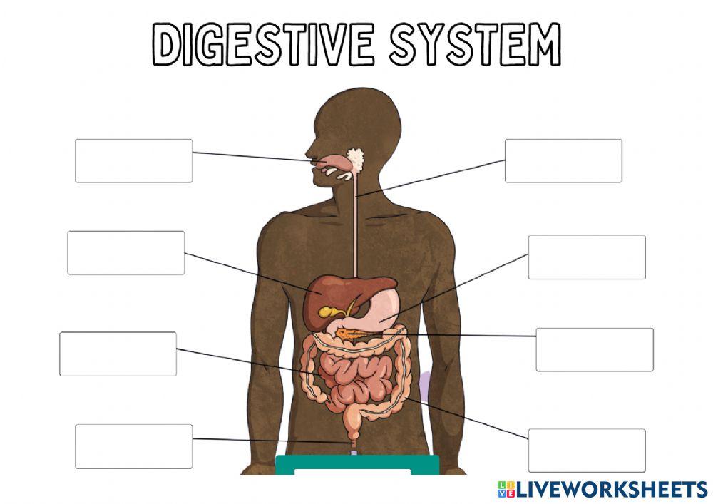 Digestive system labelling