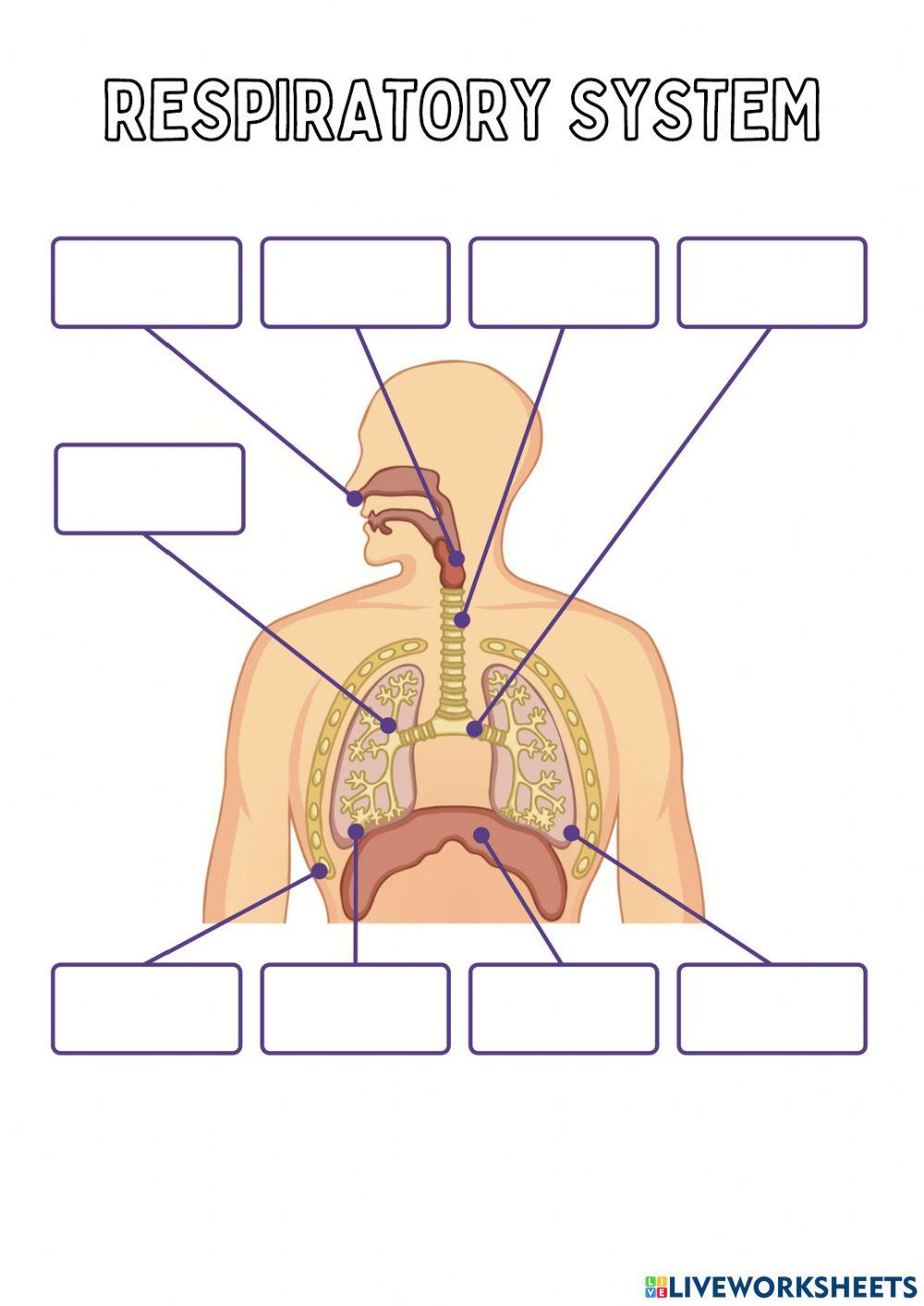 Respiratory system labelling