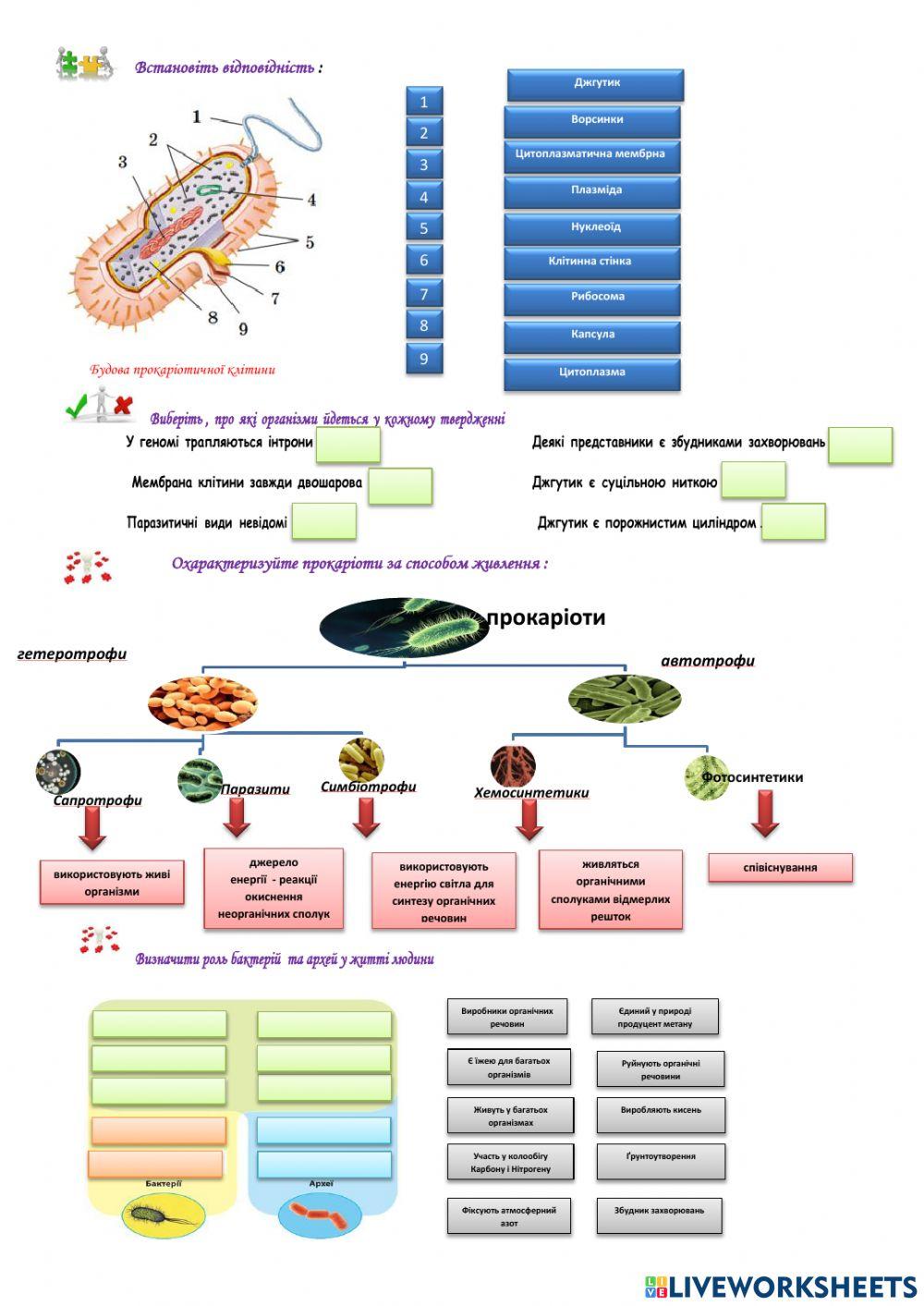 Прокаріотичні організми: археї та бактерії.