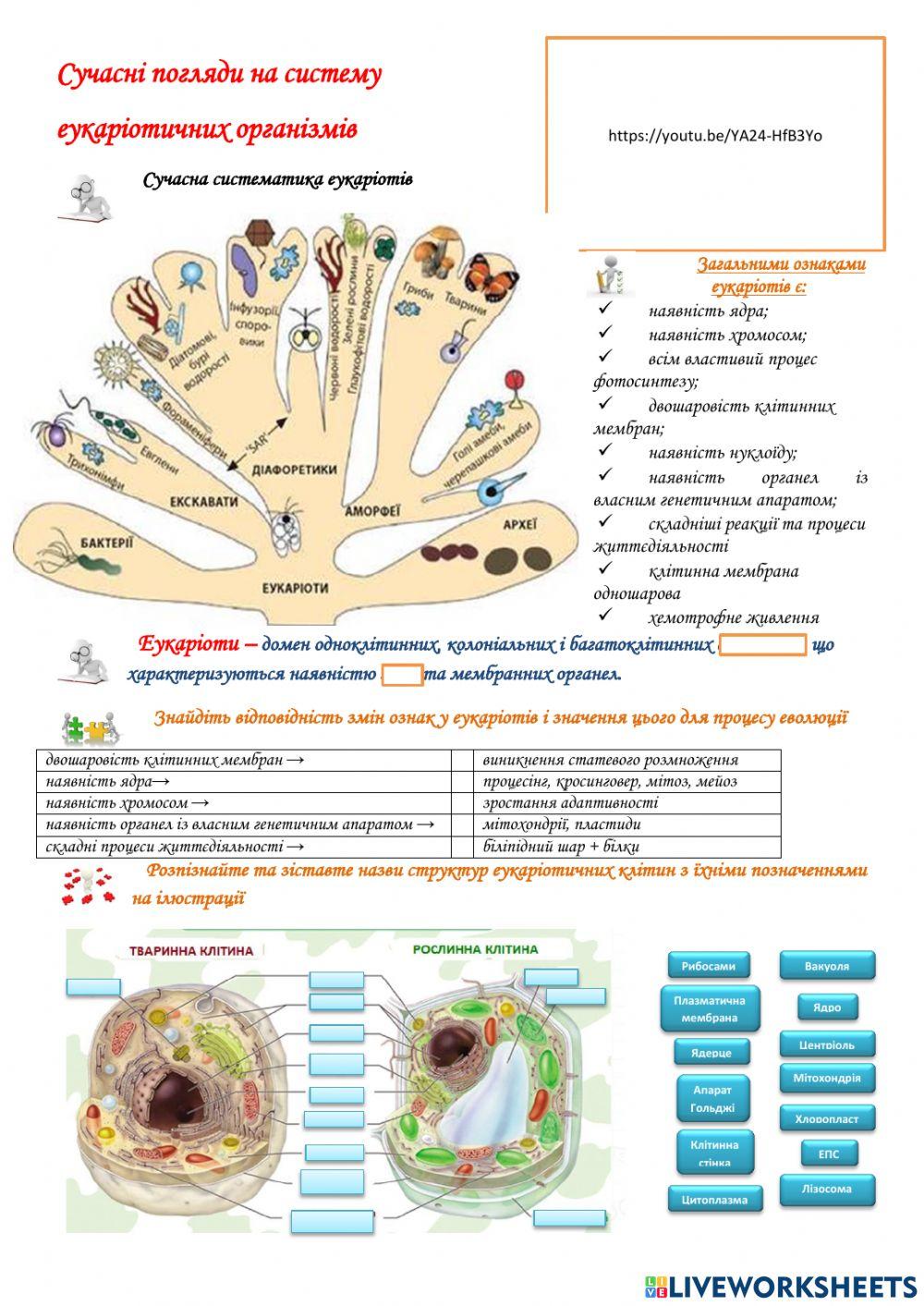 Сучасні погляди на систему  еукаріотичних організмів