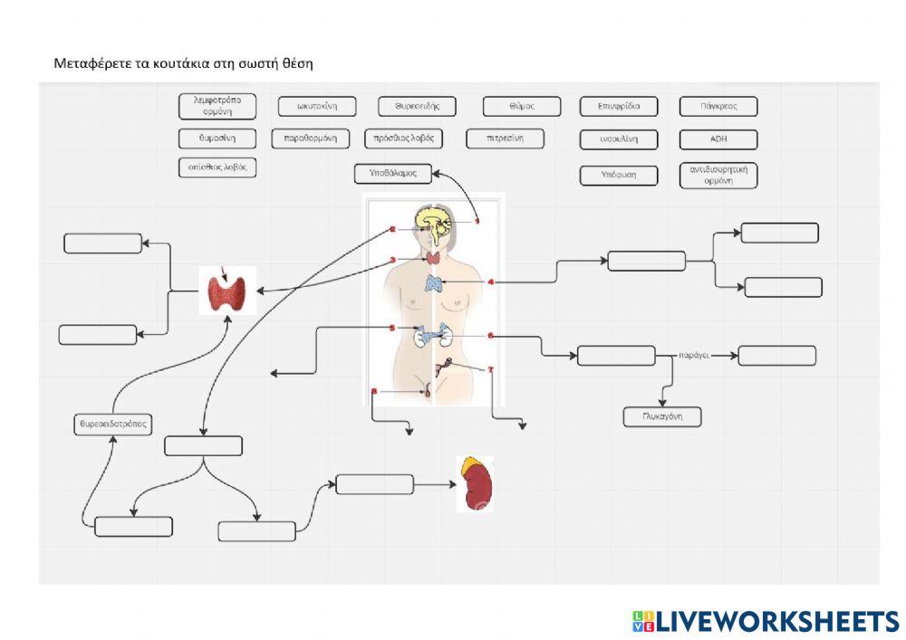 Ενδοκρινείς αδένες