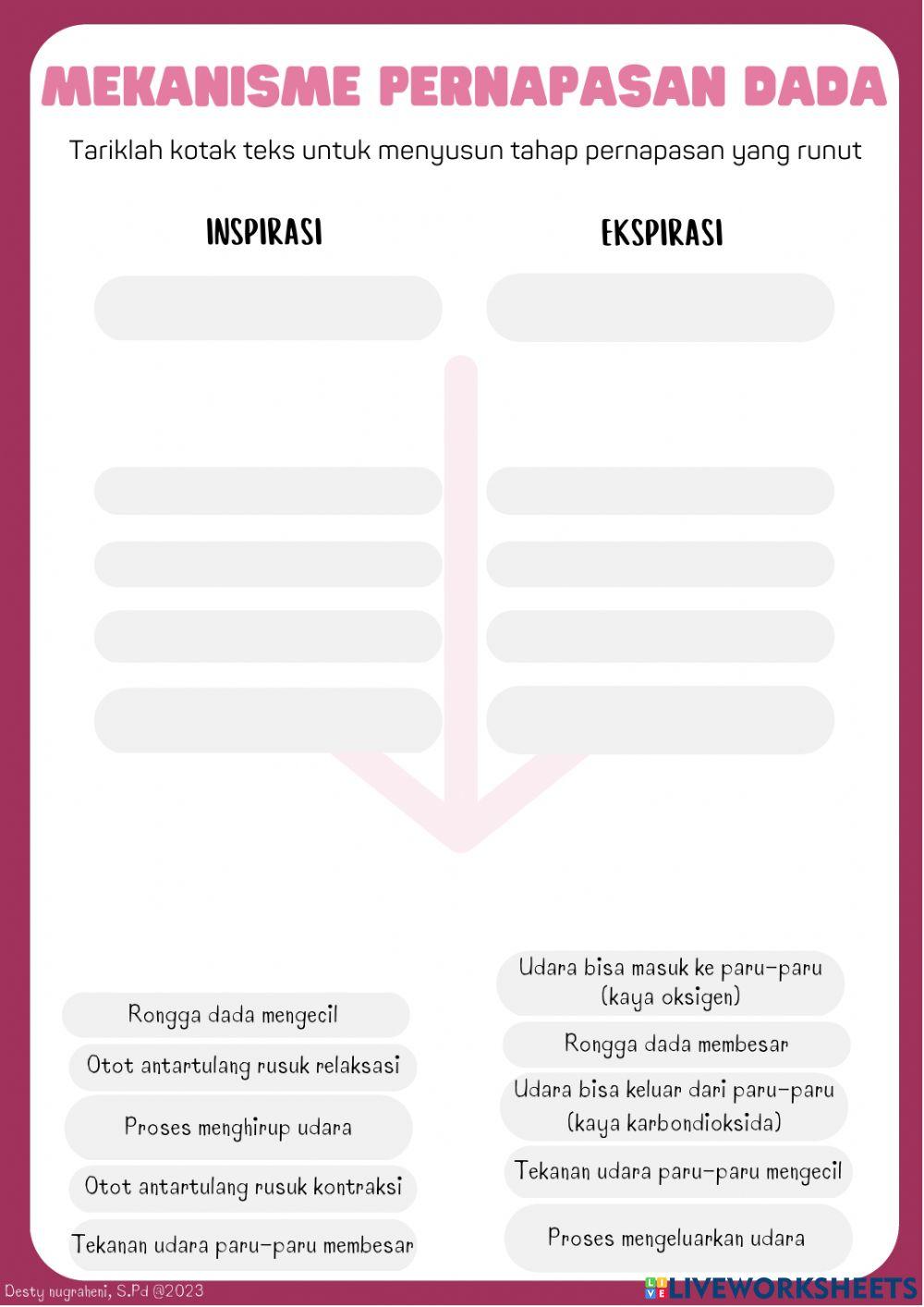 Sistem Pernapasan Manusia IPA SMP Kelas 8