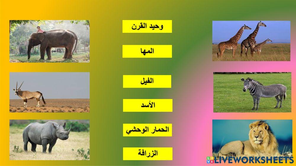 الحيوانات الأفريقية