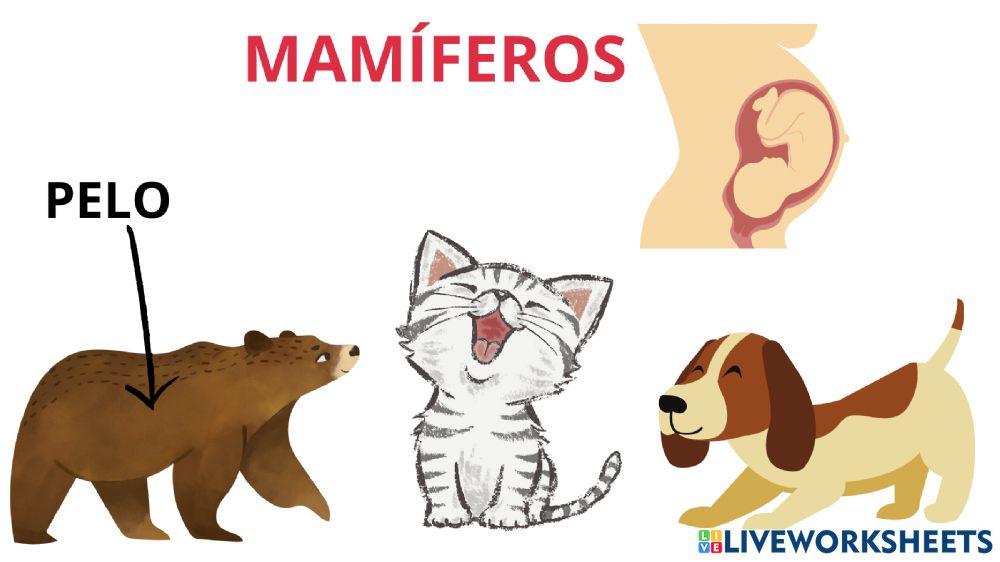 Animales vertebrados e invertebrados