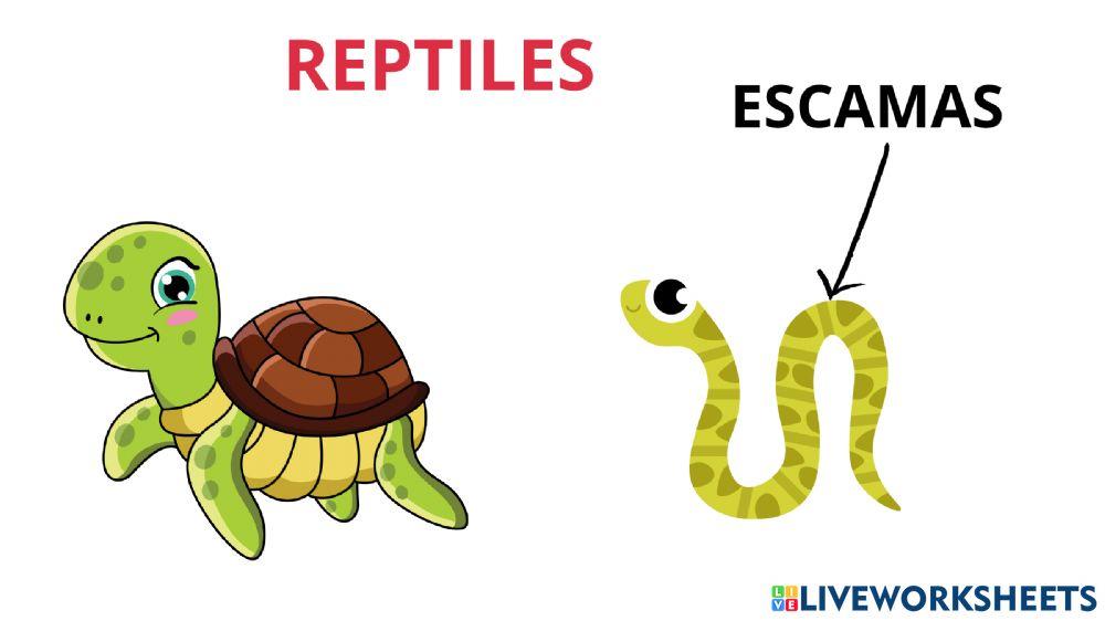 Animales vertebrados e invertebrados