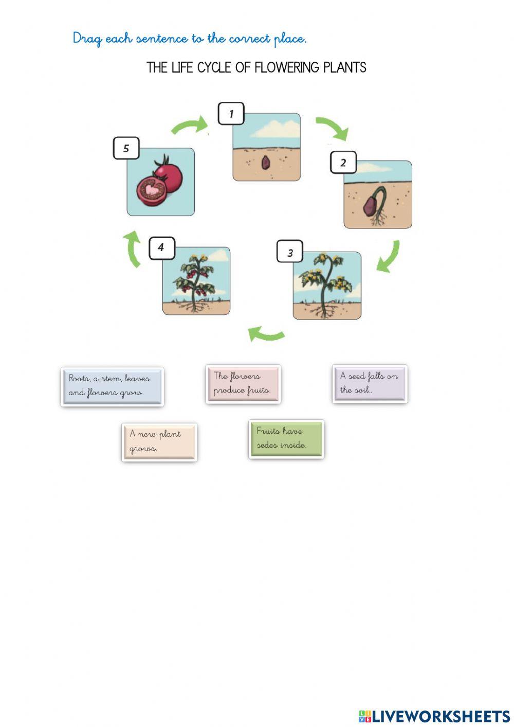 The cycle of flowering plants
