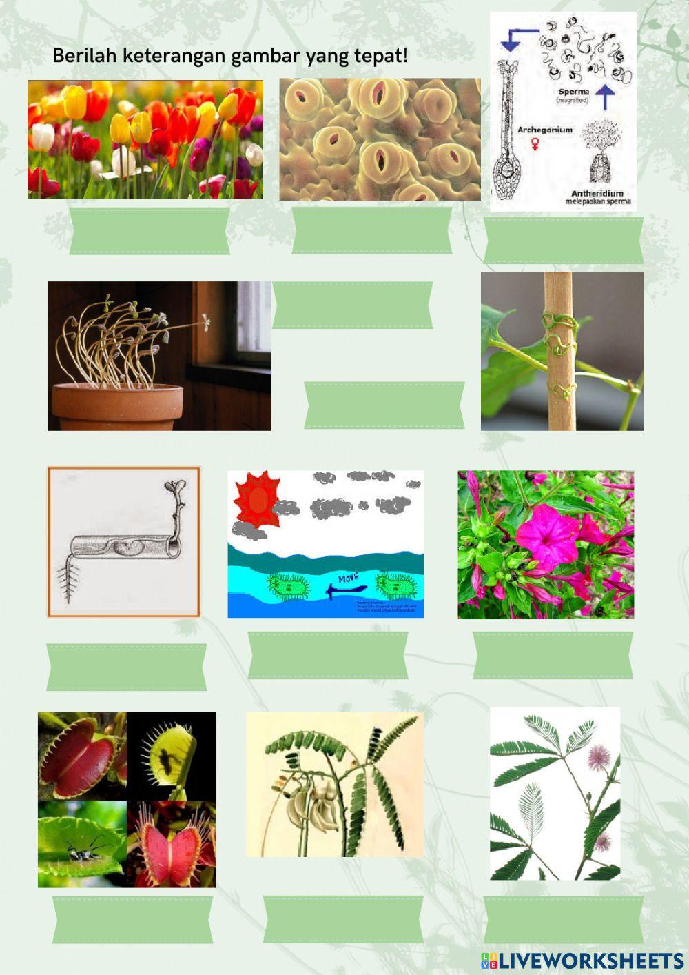 Work book plant part 2