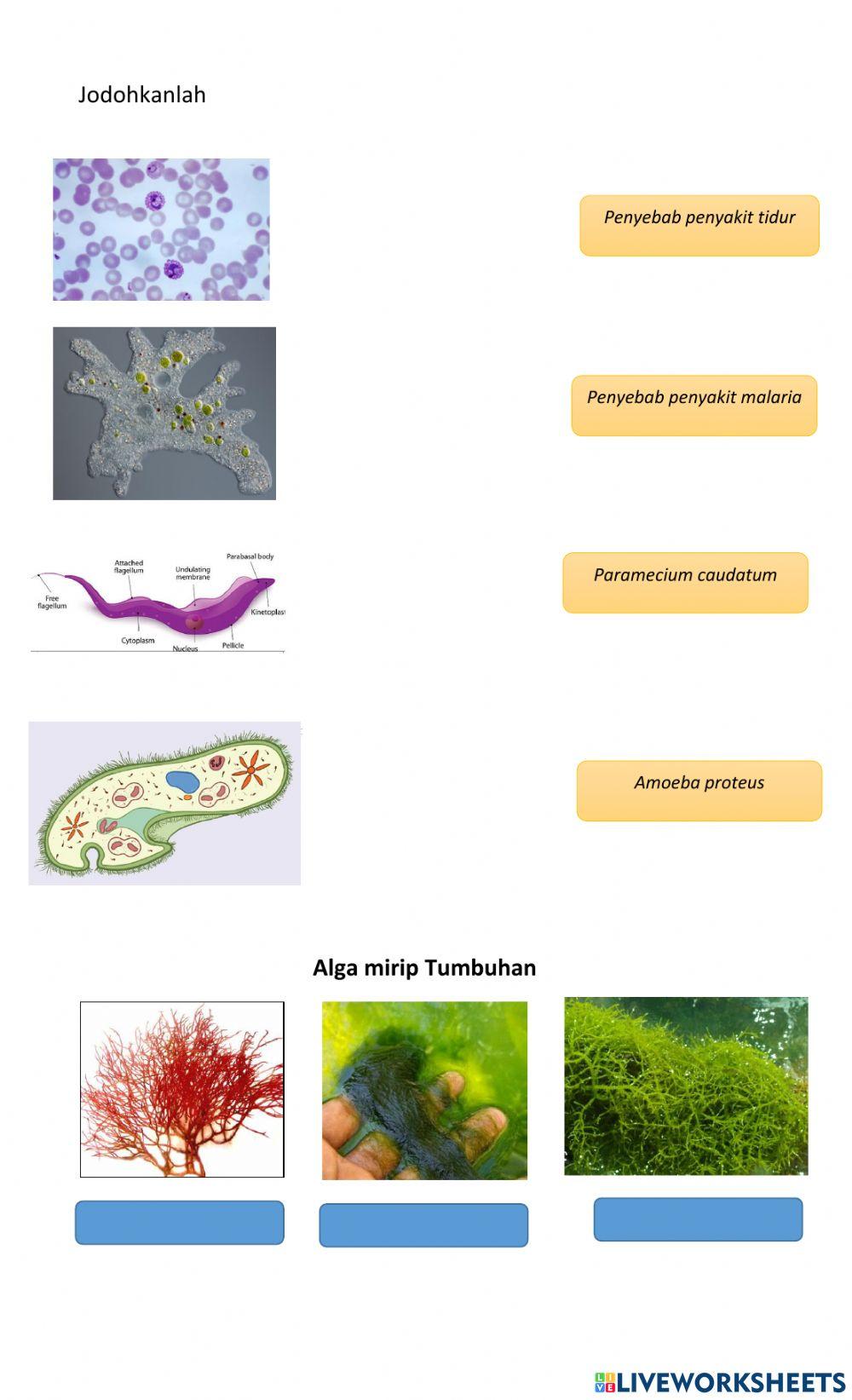 Ulangan IPA Kelas 7 Klasifikasi