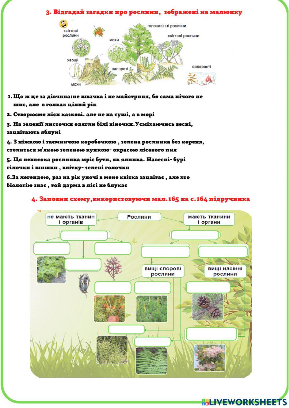 2290769 | Практична робота Визначення представників