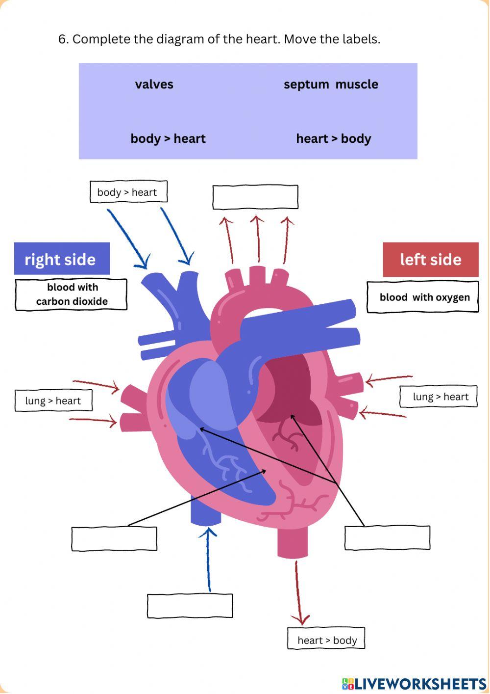 Nutrition Exam (adapted level)