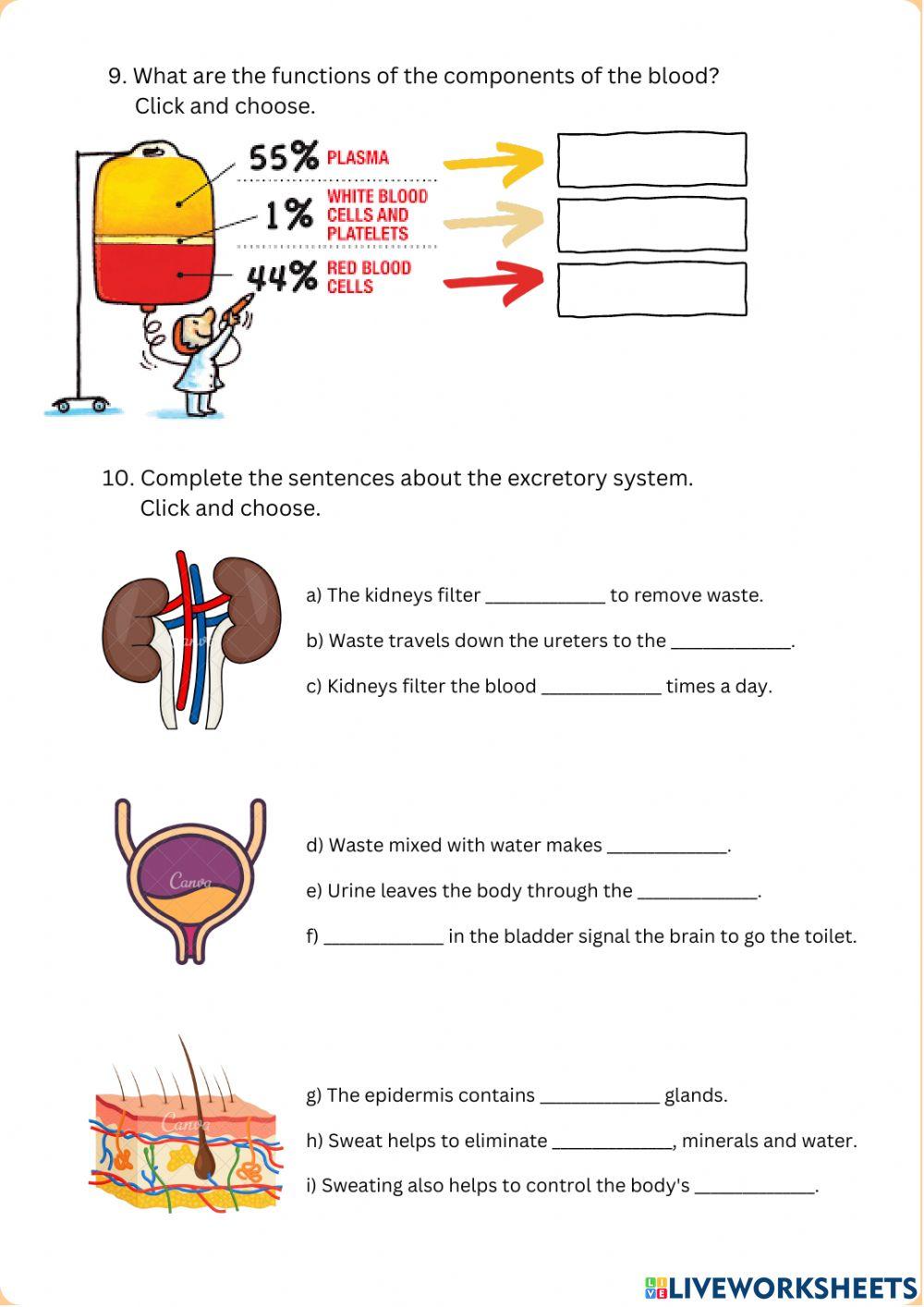 Nutrition Exam (adapted level)