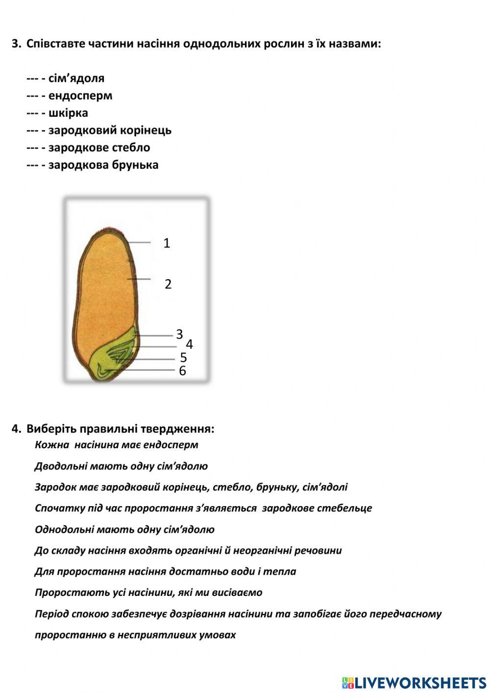 Будова насіння