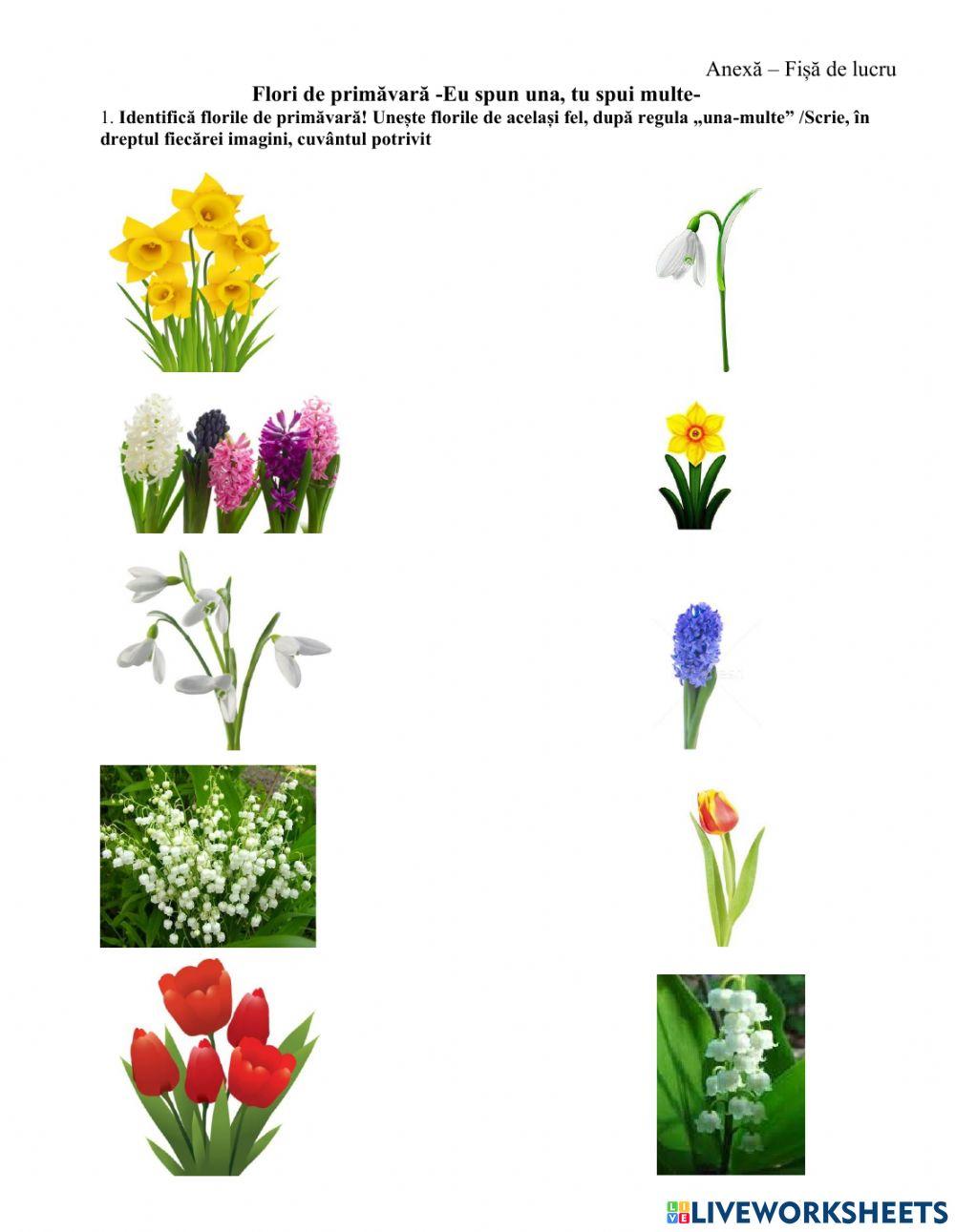 Flori de primăvară