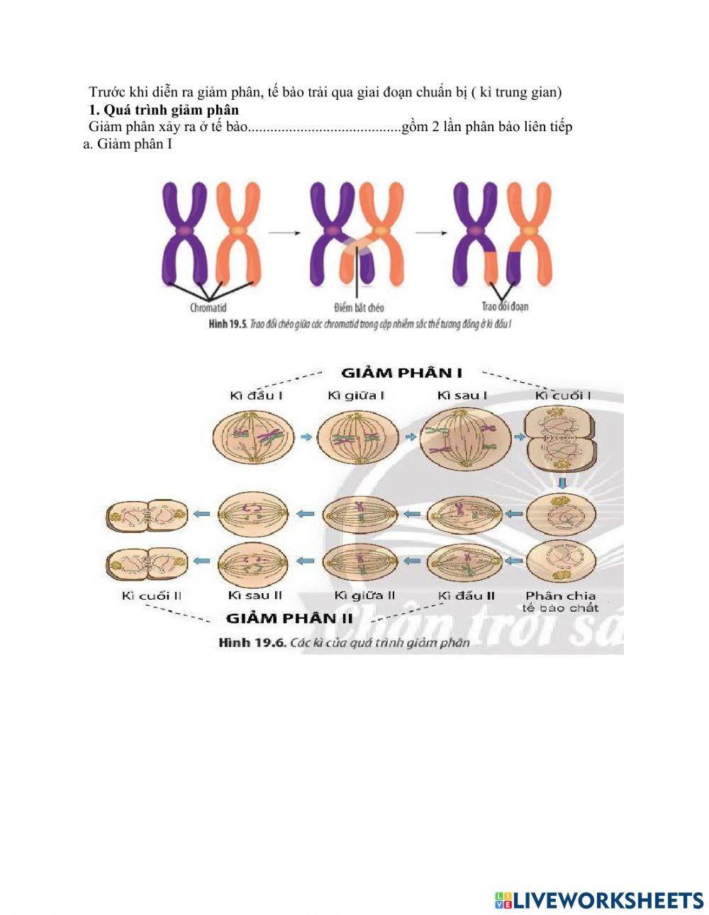 Bài 19. Quá trình phân bào
