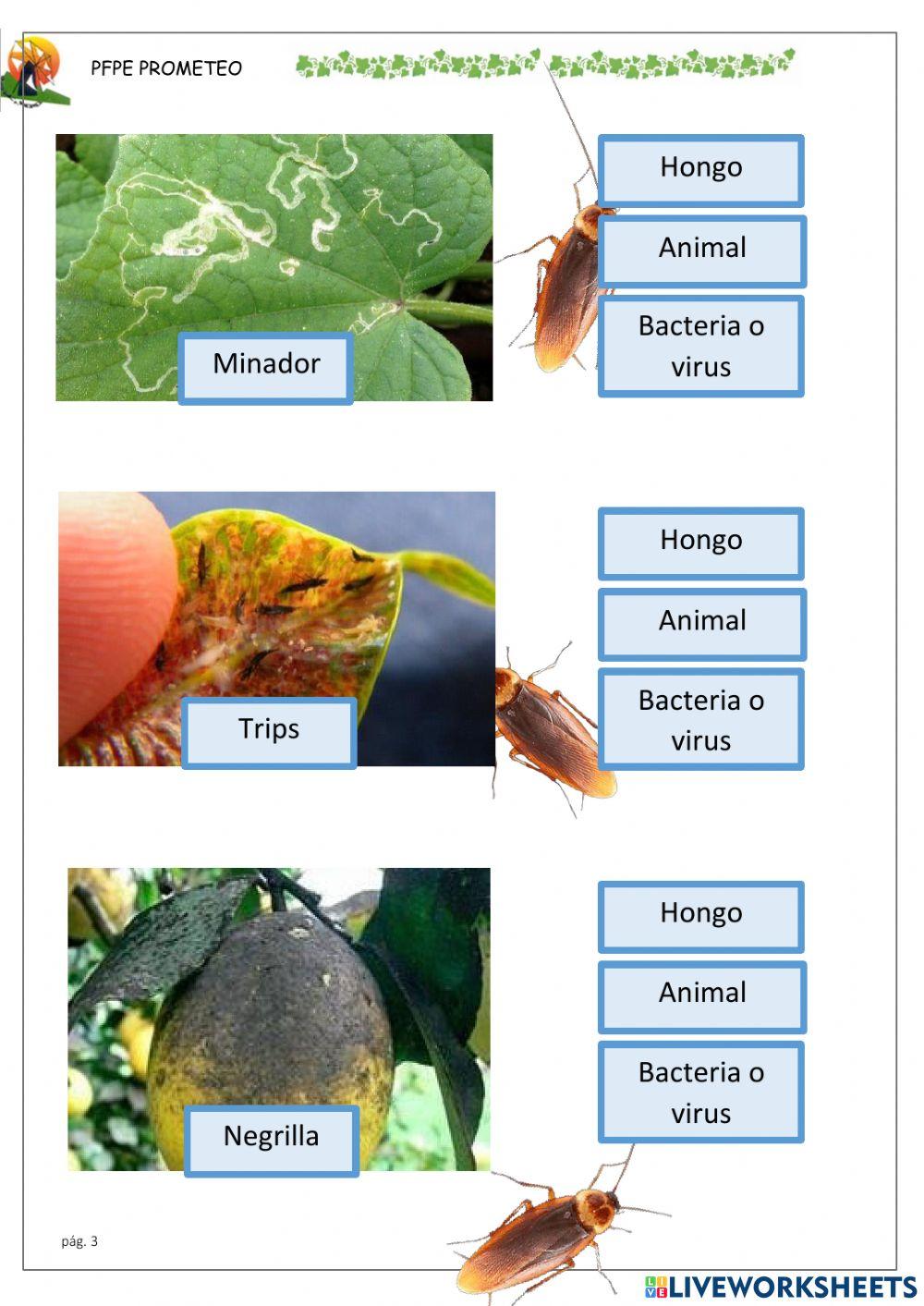Animal-bacteria-Hongo plagas