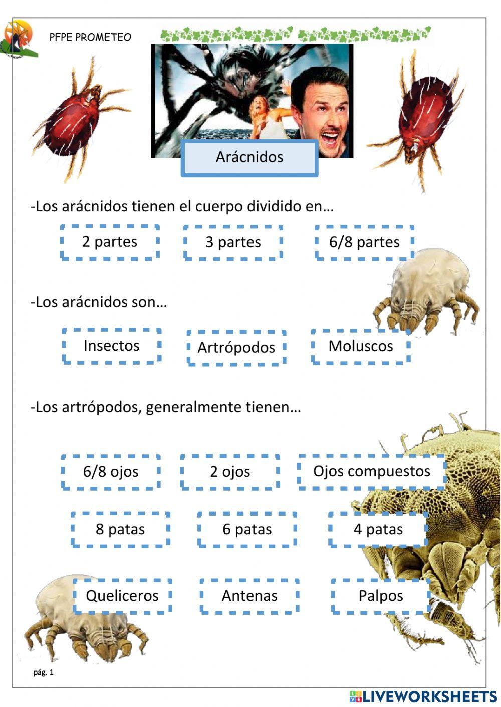Arácnidos y ácaros