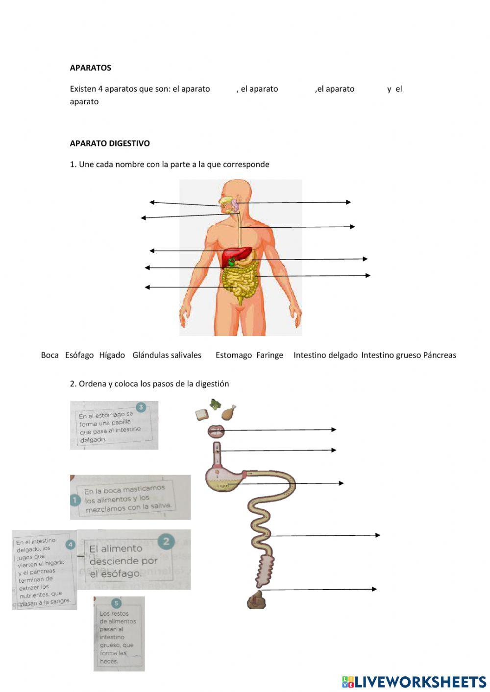 Aparatos y sistemas 5 primaria