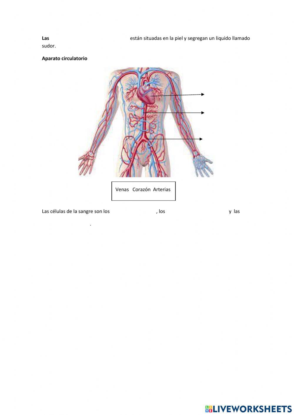 Aparatos y sistemas 5 primaria
