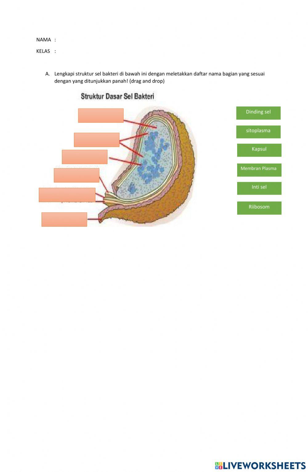 LKPD Preview Materi Bakteri
