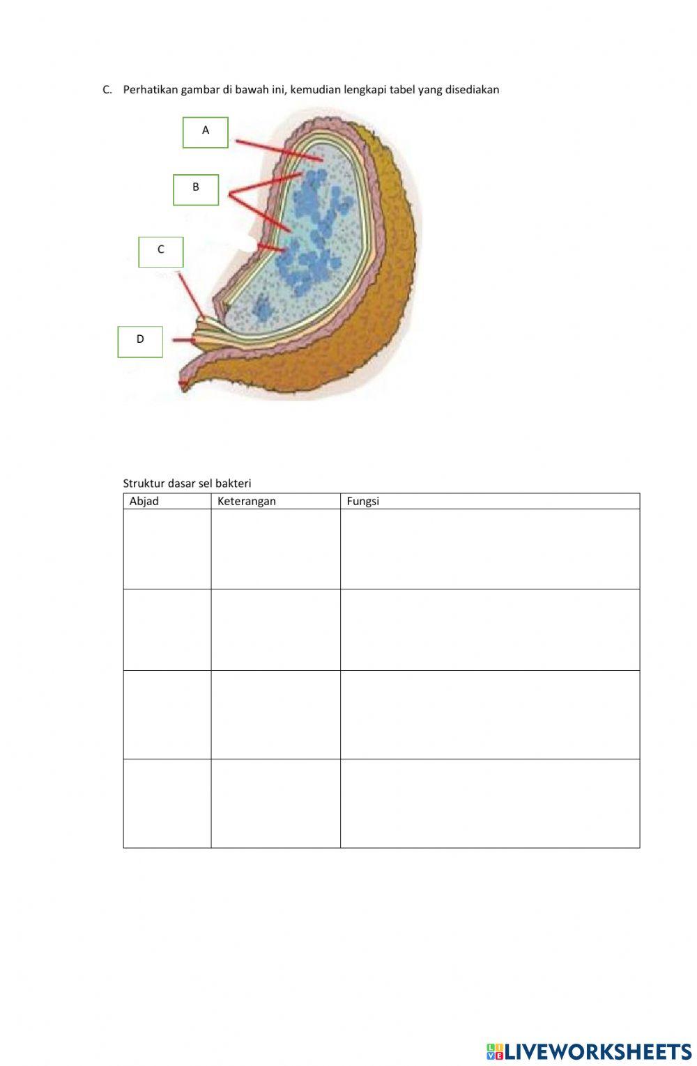 LKPD Preview Materi Bakteri