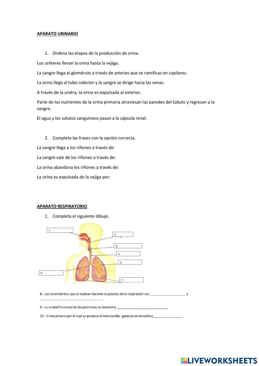 Repaso aparatos relacionados con la nutrición