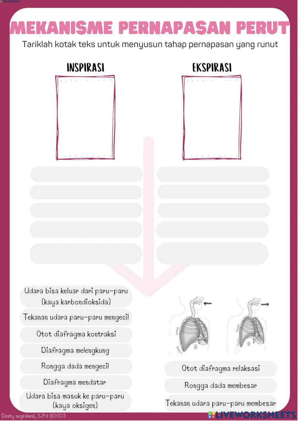 LKPD SISTEM PERNAPASAN