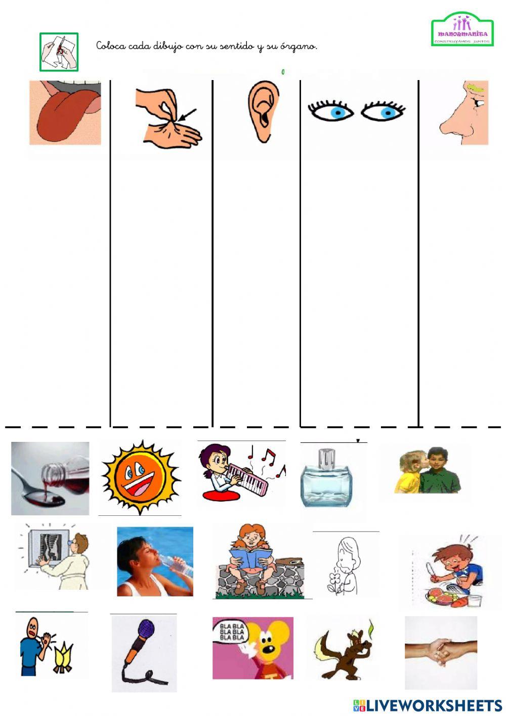 Mi cuerpo. Los sentidos