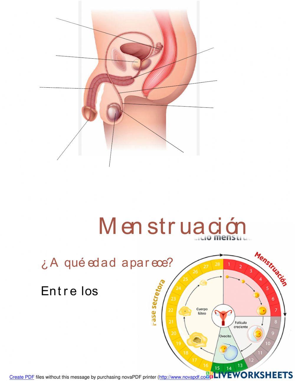 Embarazo partes del aparato menstruacion ciclo ovario
