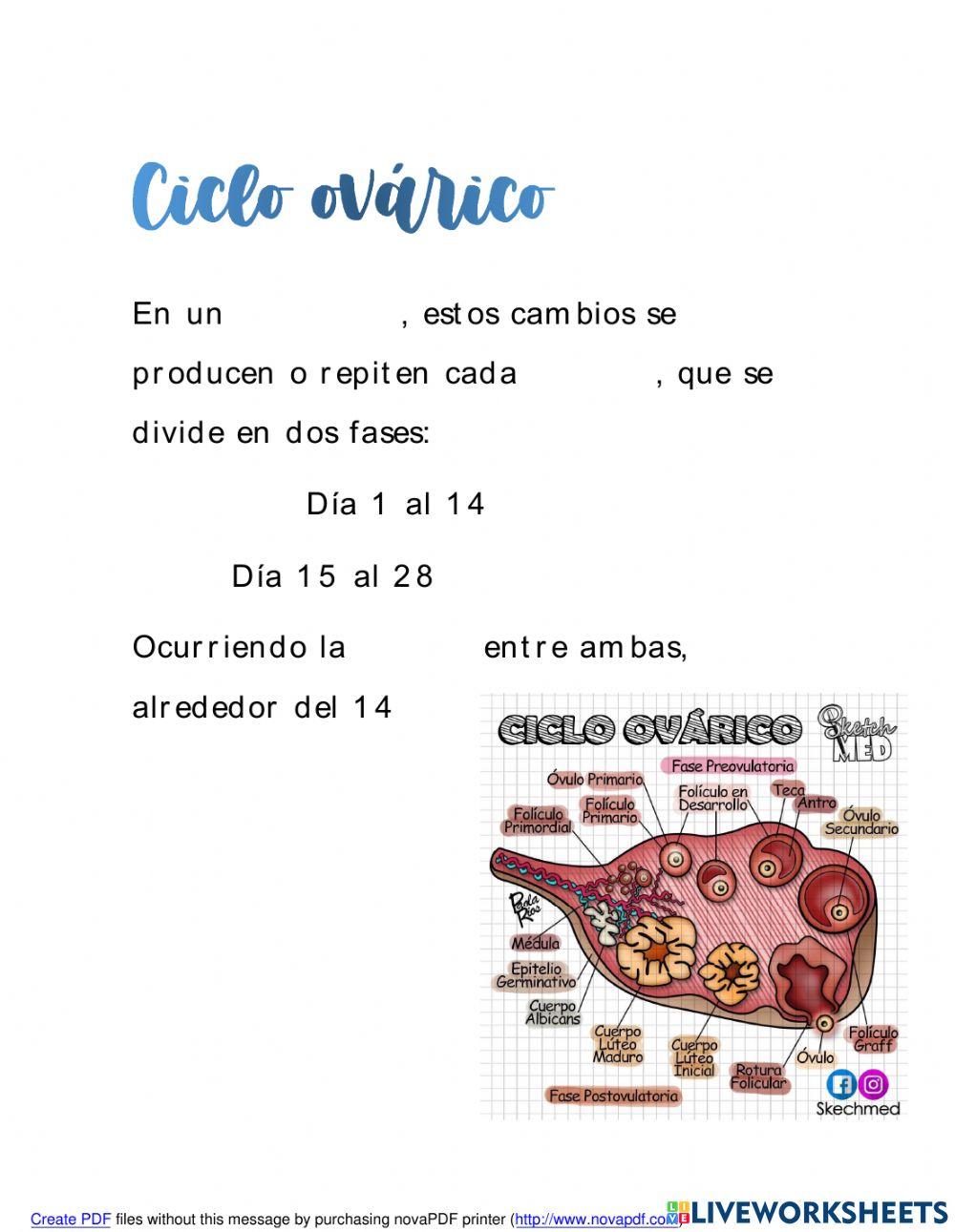 Embarazo partes del aparato menstruacion ciclo ovario