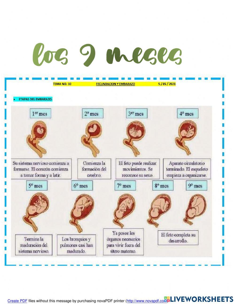 Embarazo partes del aparato menstruacion ciclo ovario