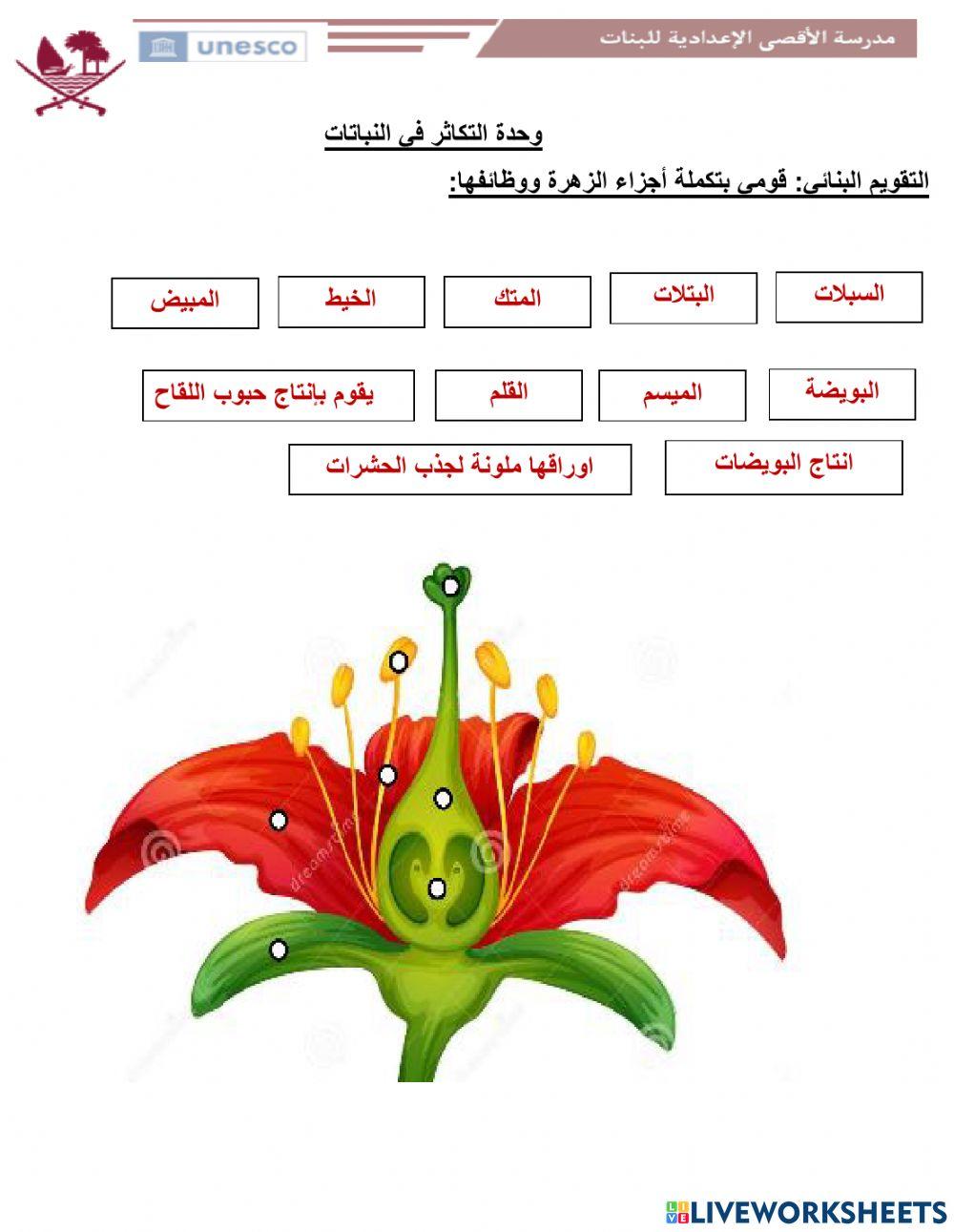 تركيب الزهرة