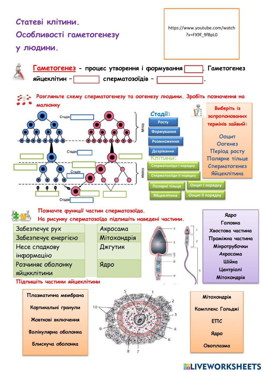 Статеві клітини.  Особливості гаметогенезу  у людини.