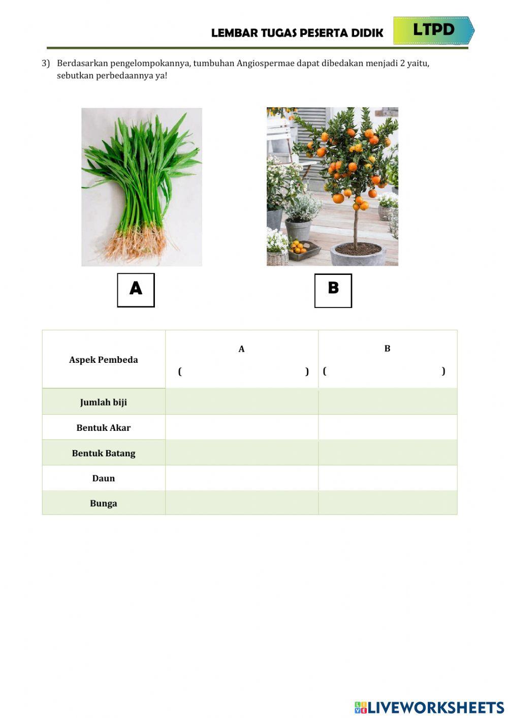 E-LTPD Spermatophyta X MS 2