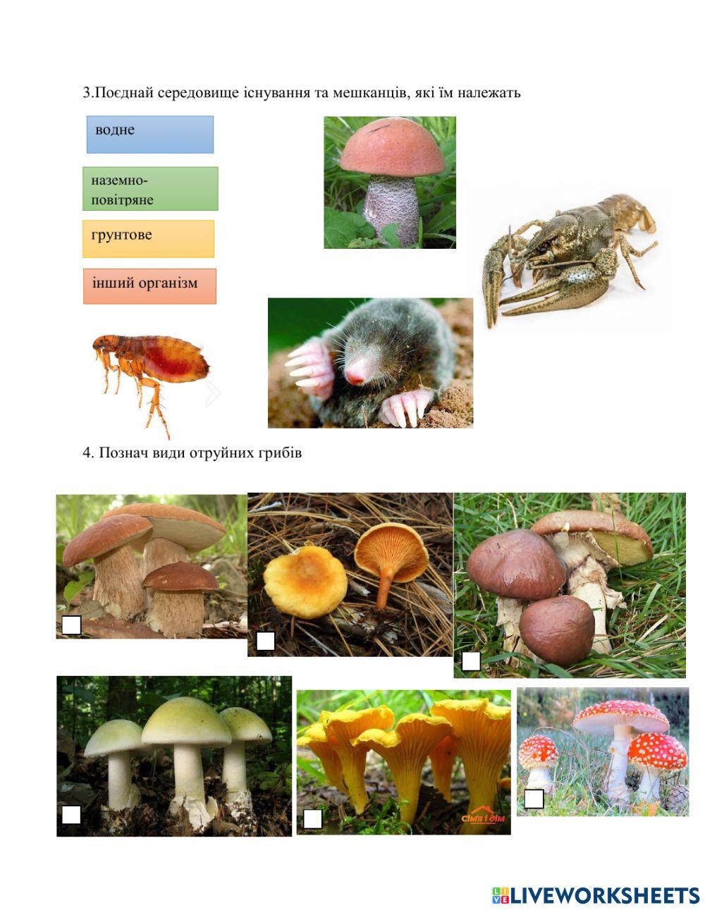 Вивчаємо живу ПРИРОДУ ЗЕМЛІ