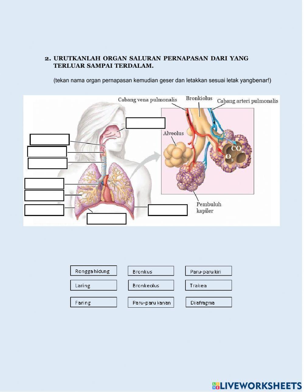 Sistem Pernapasan Manusia