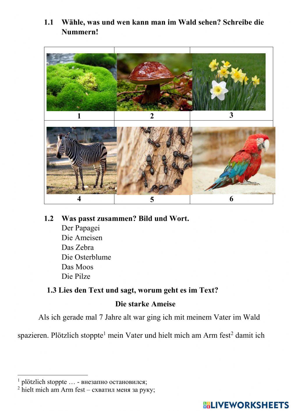 Leseverstehen -Die starke Ameisen-