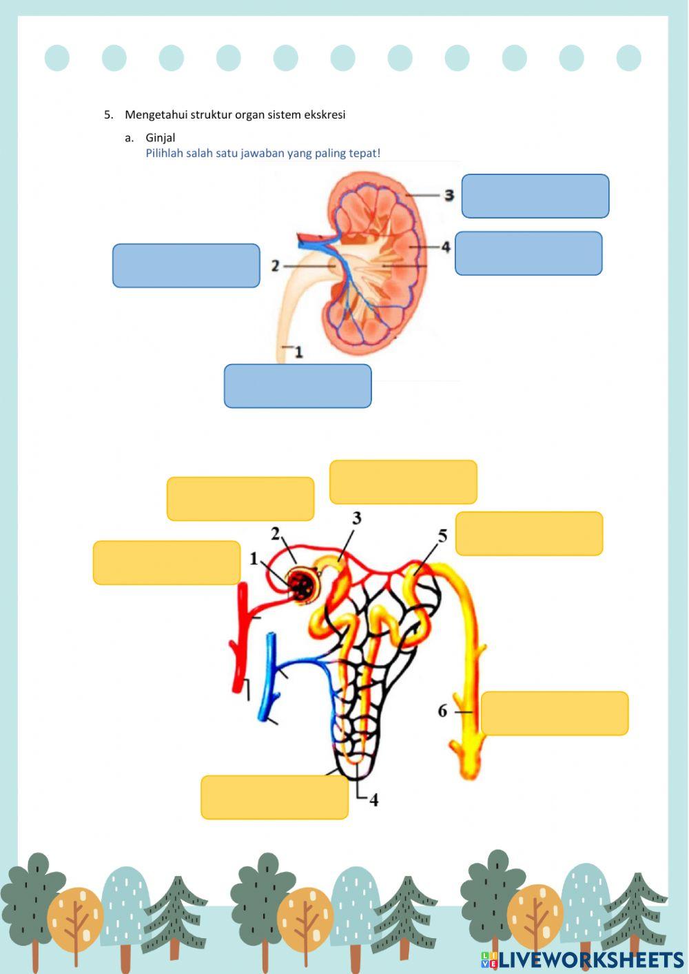 Lkpd 1 sistem ekskresi