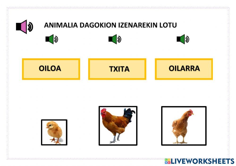 Lotu animalia dagokion izenarekin